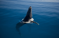 Photograph Humpback whales